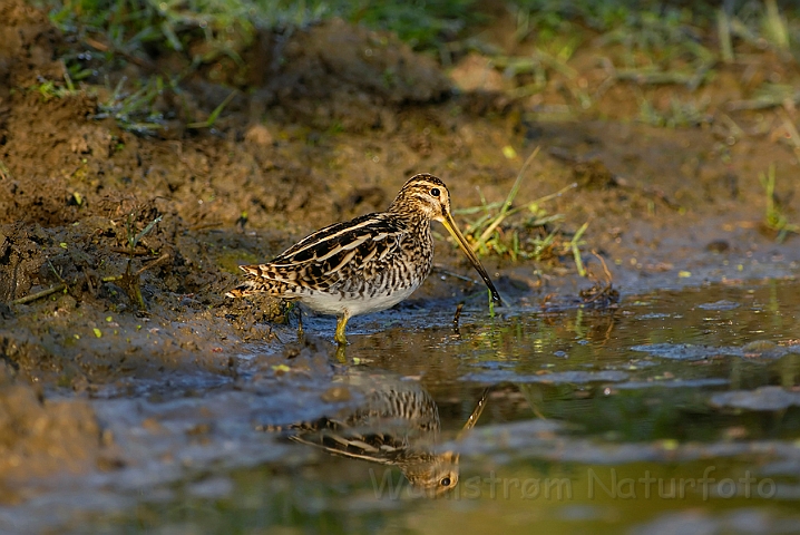 WAH005344.jpg - Dobbeltbekkasin (Snipe)