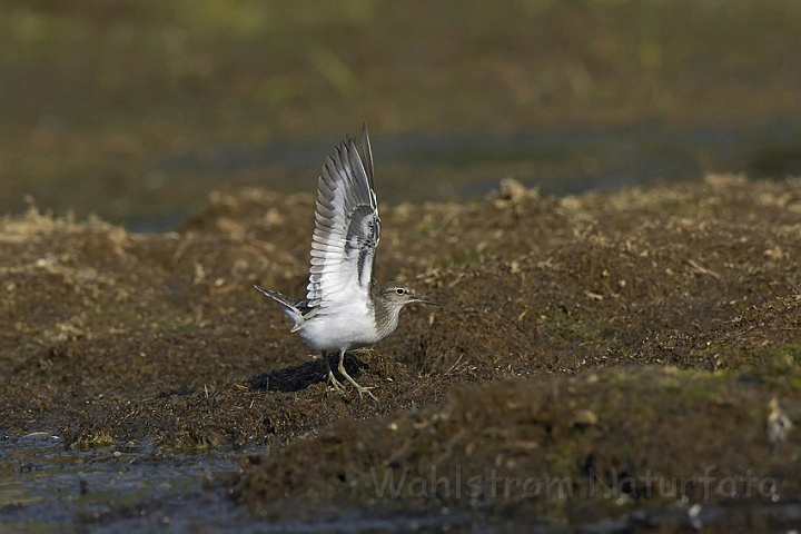 WAH005796P.jpg - Mudderklire (Common Sandpiper)