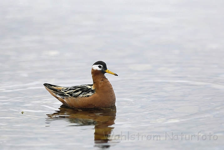 WAH006427.jpg -  Thorshane, hun (Grey Phalarope, female) Svalbard