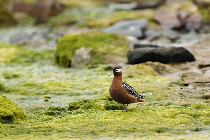 WAH006429P.jpg -  Thorshane, hun (Grey Phalarope, female) Svalbard