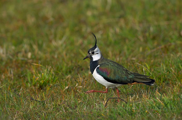 WAH007059.jpg - Vibe (Lapwing)