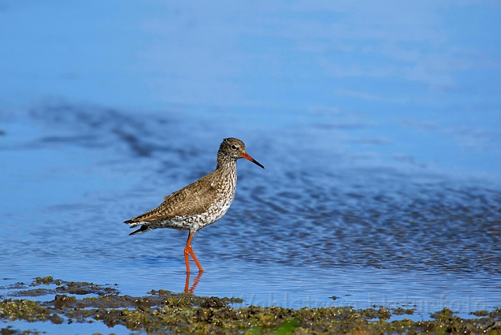 WAH007244.jpg - Rødben (Redshank)