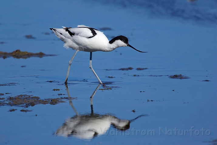 WAH007246.jpg -  Klyde (Avocet)