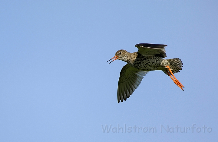 WAH007338.jpg - Rødben (Redshank)