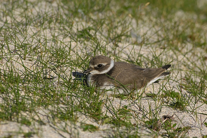 WAH007382.jpg - Unge af stor præstekrave (Ringed Plover Chick)