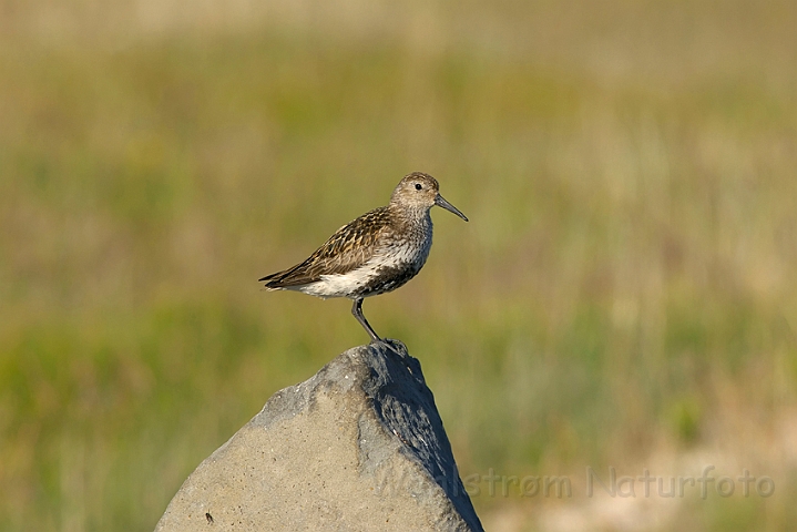 WAH007386.jpg - Almindelig ryle ( Dunlin)