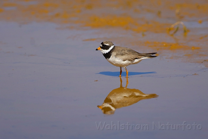 WAH007395.jpg - Stor præstekrave (Ringed Plover)