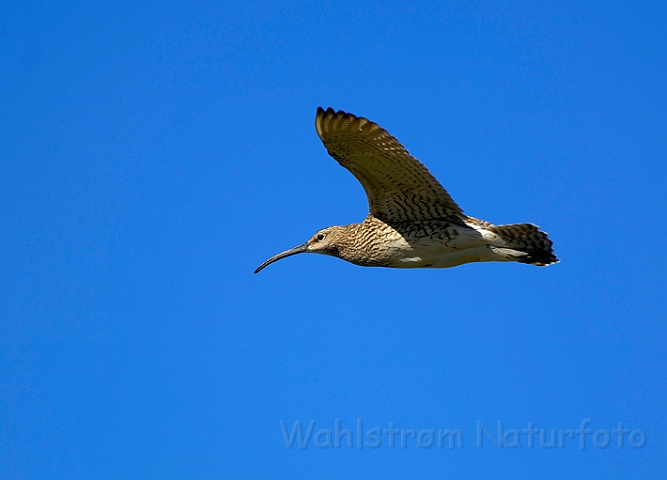 WAH007396.jpg - Storspove (Curlew)