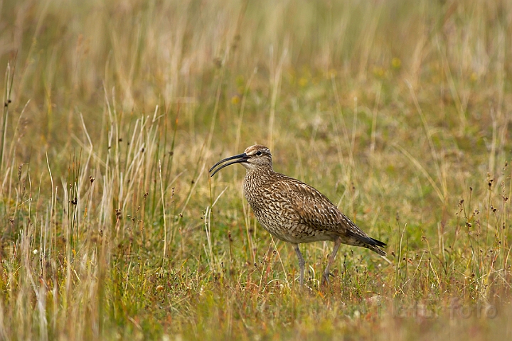 WAH007453.jpg - Storspove (Curlew)