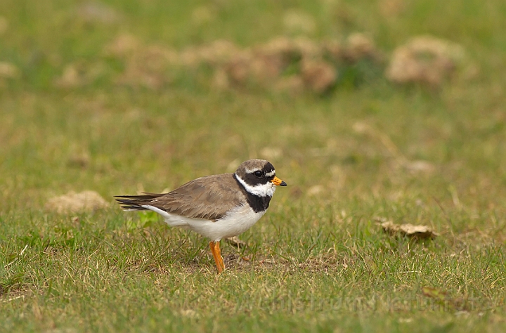 WAH007467.jpg - Stor præstekrave (Ringed Plover)