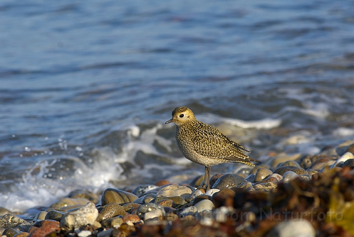 WAH008305.jpg - Hjejle (Golden Plover)