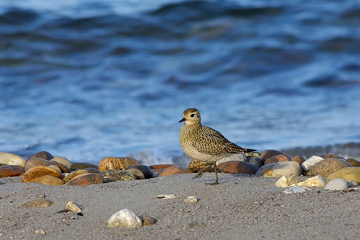 WAH008306.jpg - Hjejle (Golden Plover)