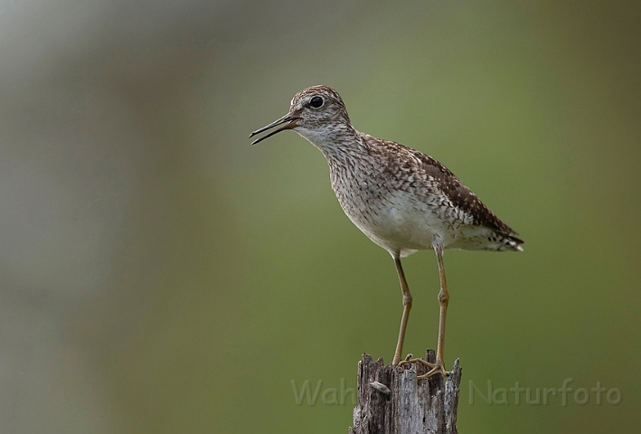 WAH009112.jpg - Tinksmed (Wood Sandpiper)