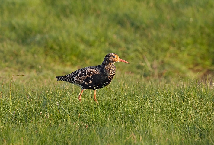 WAH010396.jpg - Brushane (Ruff)