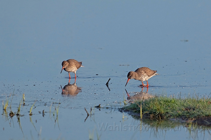 WAH010397.jpg - Rødben (Redshanks)