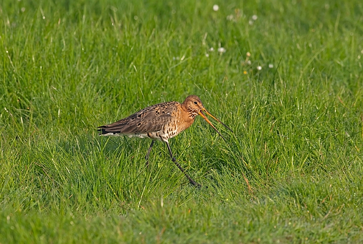 WAH010404.jpg - Stor kobbersneppe (Black-tailed Gotwit)