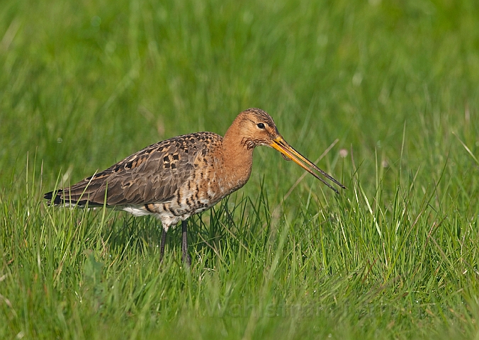 WAH010431.jpg - Stor kobbersneppe (Black-tailed Gotwit)