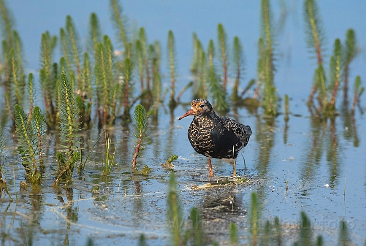 WAH010454.jpg - Brushane (Ruff)