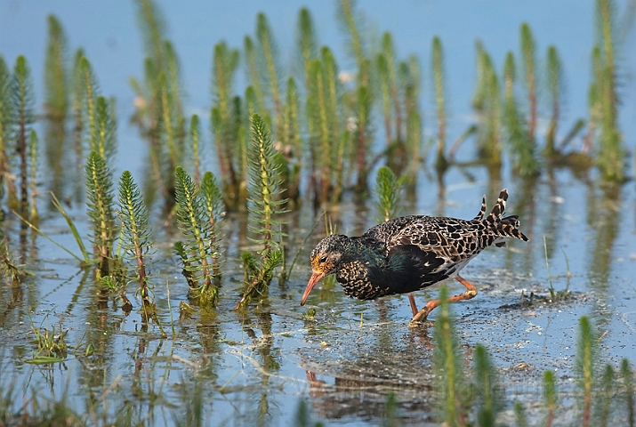 WAH010455.jpg - Brushane (Ruff)