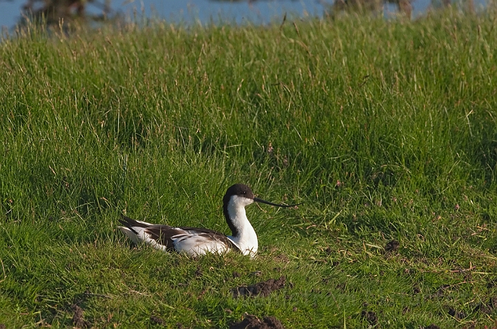 WAH010468.jpg - Klyde (Avocet)