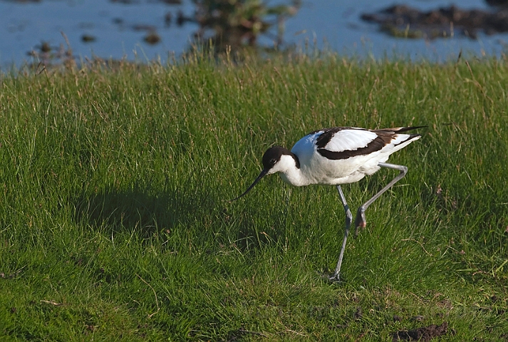 WAH010473.jpg - Klyde (Avocet)