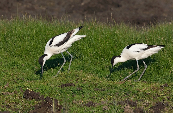 WAH010478.jpg - Klyder (Avocets)