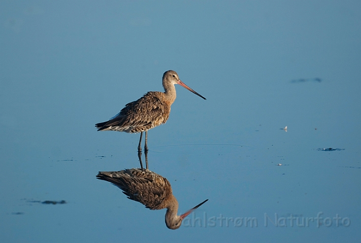 WAH010712.jpg - Stor kobbersneppe (Black-tailed Gotwit)