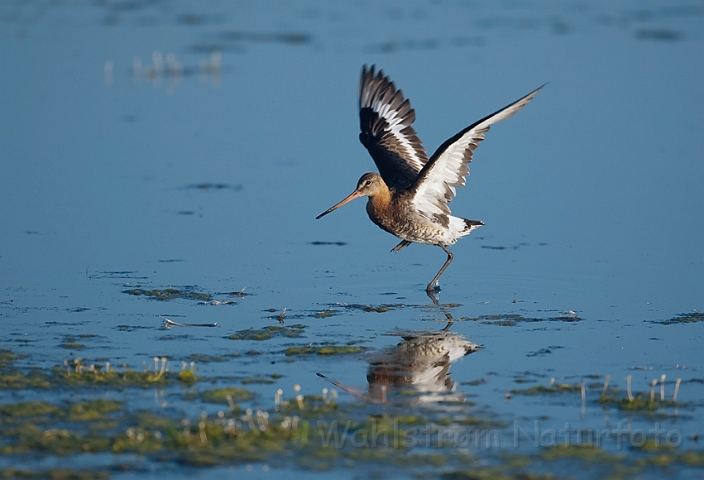 WAH010716.jpg - Stor kobbersneppe (Black-tailed Gotwit)