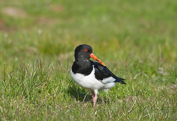 WAH013319.jpg - Strandskade (Oystercatcher)