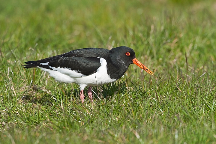 WAH013322.jpg - Strandskade (Oystercatcher)