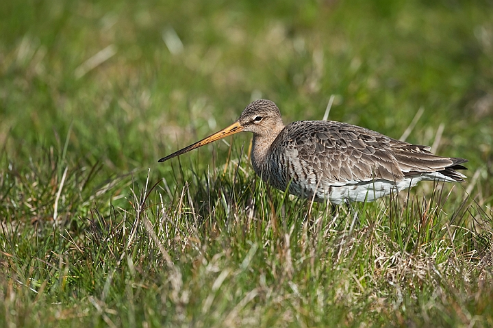 WAH013329.jpg - Stor kobbersneppe, hun (Black-tailed Gotwit, female)