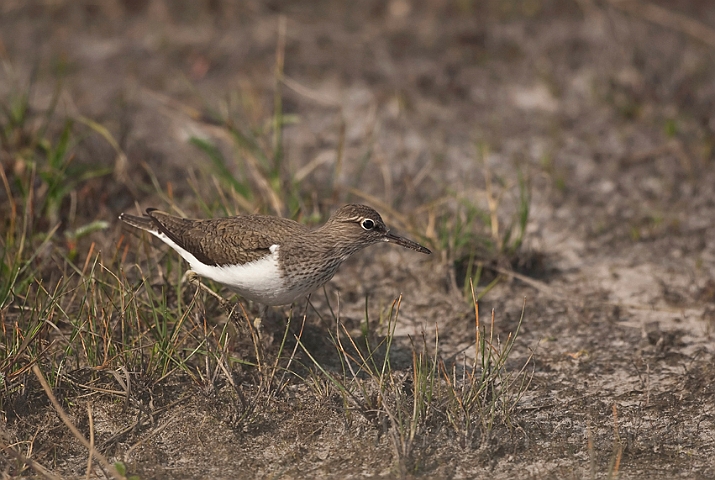 WAH018223.jpg - Mudderklire (Common Sandpiper)