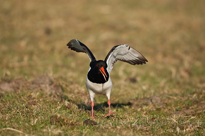 WAH018263.jpg - Strandskade (Oystercatcher)