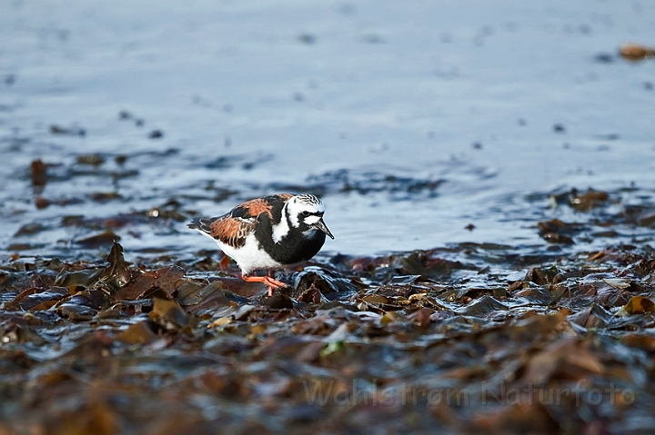 WAH018452.jpg - Stenvender (Turnstone)