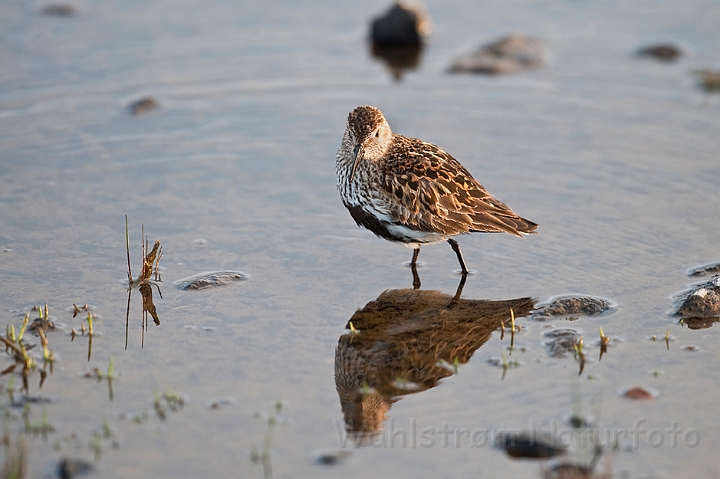 WAH023822.jpg - Almindelig ryle (Dunlin)