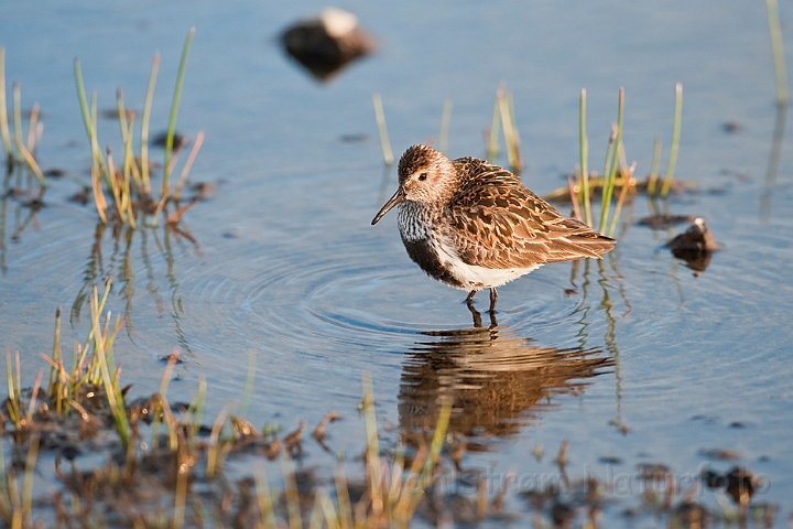 WAH024548.jpg - Almindelig ryle (Dunlin)