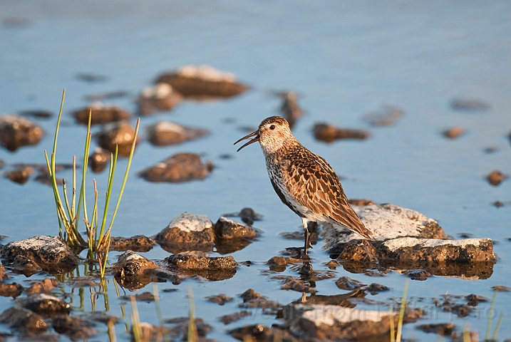 WAH024549.jpg - Almindelig ryle (Dunlin)