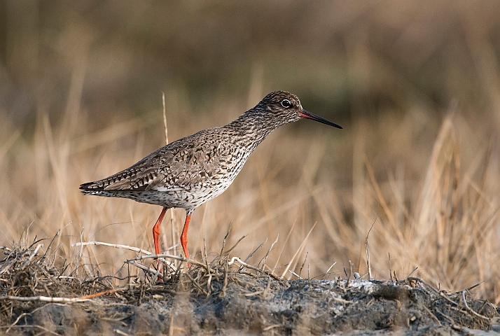 WAH026087.jpg - Rødben (Redshank)