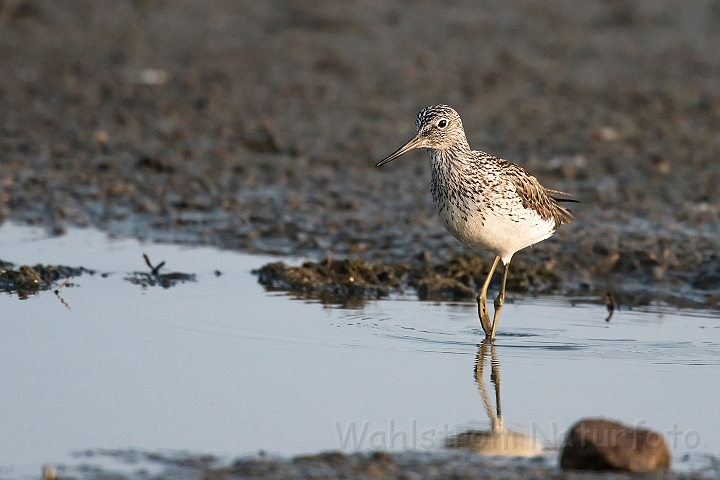 WAH026199.jpg - Hvidklire (Greenshank)