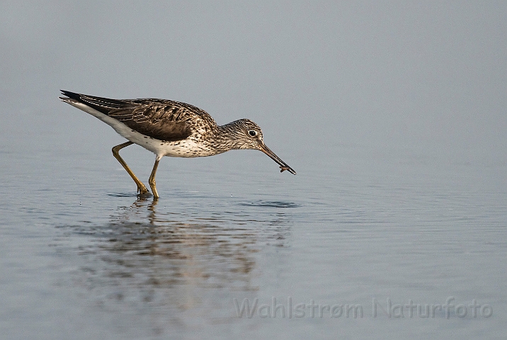 WAH026200.jpg - Hvidklire (Greenshank)