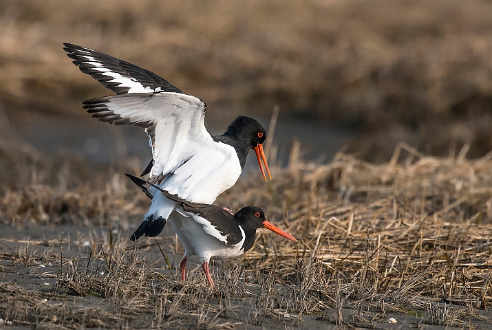 WAH026212.jpg - Strandskader (Oystercatchers)