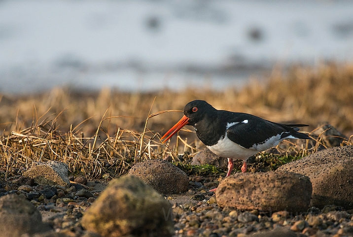 WAH026217.jpg - Strandskade (Oystercatcher)