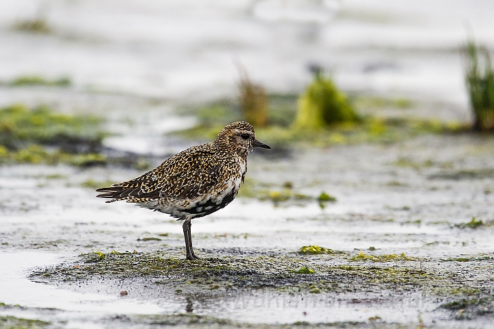 WAH027003.jpg - Hjejle, hun (Golden Plover, female)