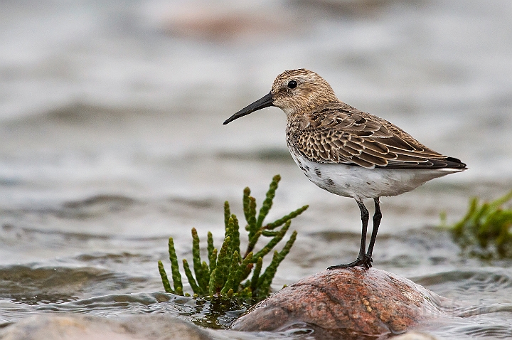 WAH027015.jpg - Almindelig ryle, juv. (Dunlin, juv.)