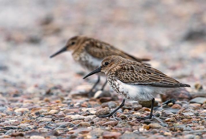 WAH027023.jpg - Almindelig ryle, juv. (Dunlin, juv.)