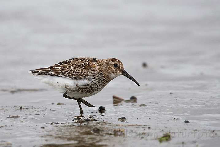 WAH027033.jpg - Almindelig ryle, juv. (Dunlin, juv.)