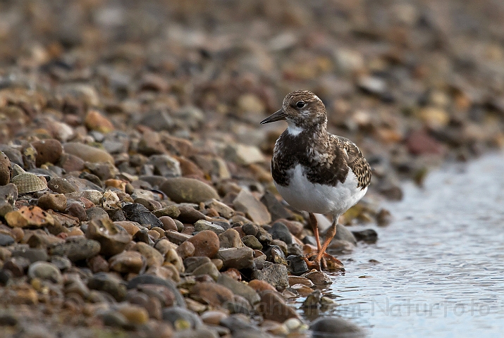 WAH027042.jpg - Stenvender (Turnstone)