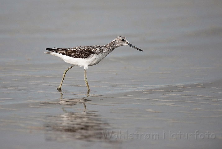 WAH027054.jpg - Hvidklire (Greenshank)