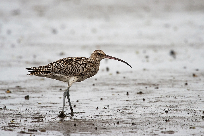 WAH027073.jpg - Storspove (Curlew)