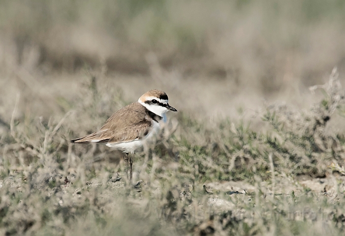 WAH030370.jpg - Hvidbrystet præstekrave (Kentish Plover)